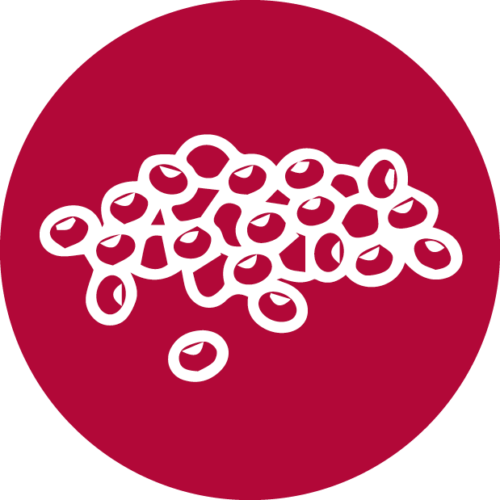 icon-lentils-500x500