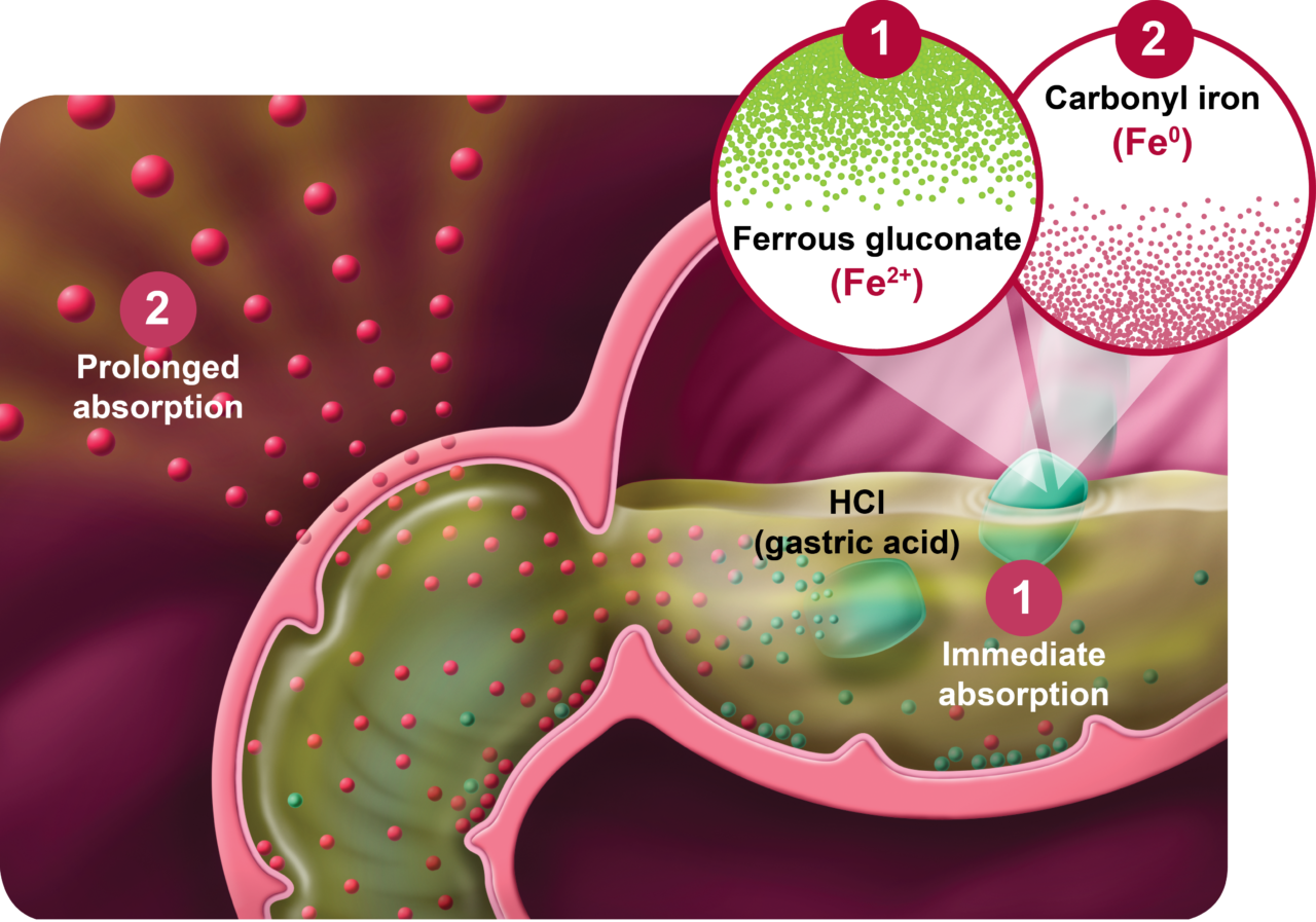 hcp-absorption-graphic-1280x897